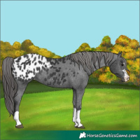 Horse Color:Black Appaloosa Rabicano 