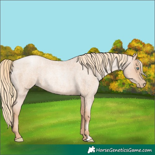 Horse Color:Gold Champagne Roan Pearl Rabicano  and Gold Champagne Roan Pearl Rabicano 