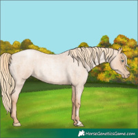 Horse Color:Gold Champagne Roan Pearl Rabicano  and Gold Champagne Roan Pearl Rabicano 