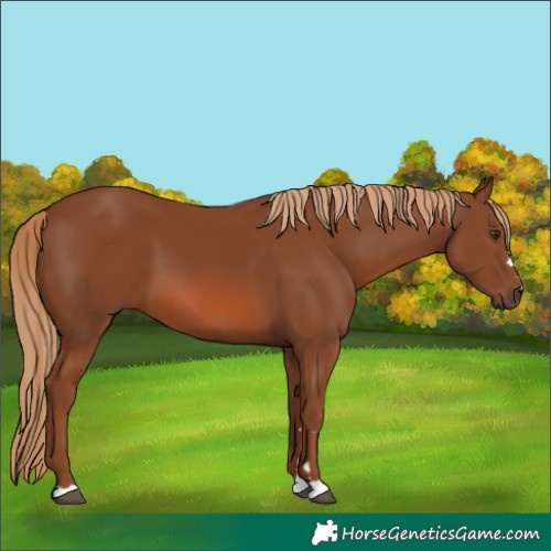 Horse Color:Chestnut 