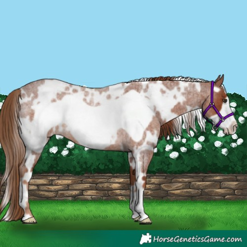 Horse Color:White Spotted Red Roan Frame Rabicano