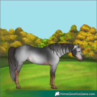 Horse Color:Gray White Spotted Liver Chestnut
