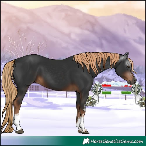 Horse Color:Gray White Spotted Liver Chestnut 