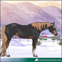 Horse Color:Gray White Spotted Liver Chestnut 