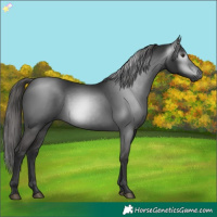 Horse Color:Gray White Spotted Liver Chestnut 