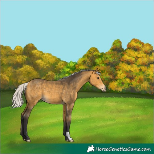Horse Color:Silver Buckskin 