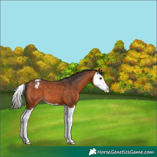 Horse Color:Bay Splash Appaloosa 