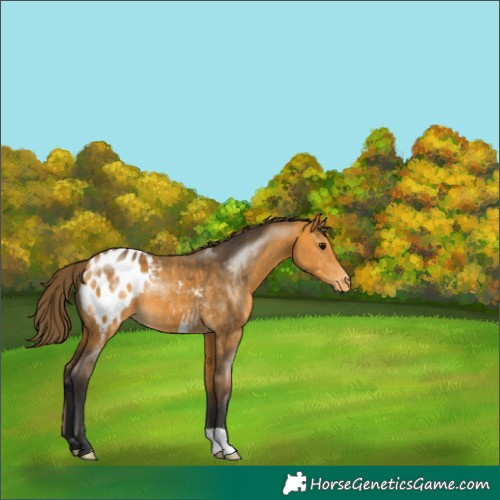 Horse Color:Buckskin Appaloosa