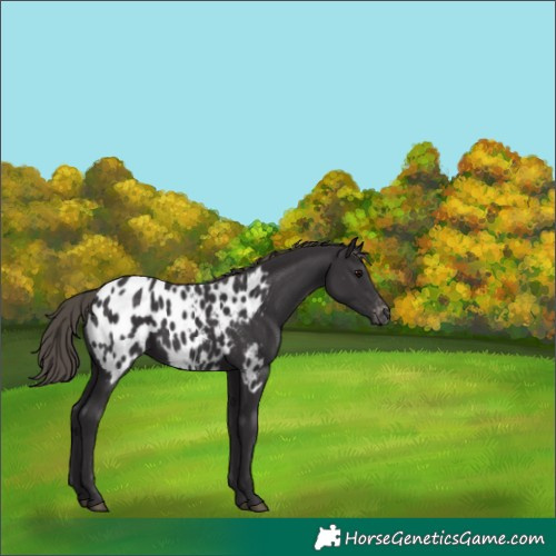 Horse Color:Smoky Black Appaloosa
