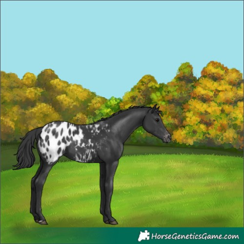 Horse Color:Black Appaloosa 