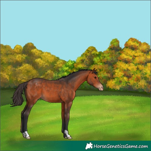 Horse Color:Bay Appaloosa