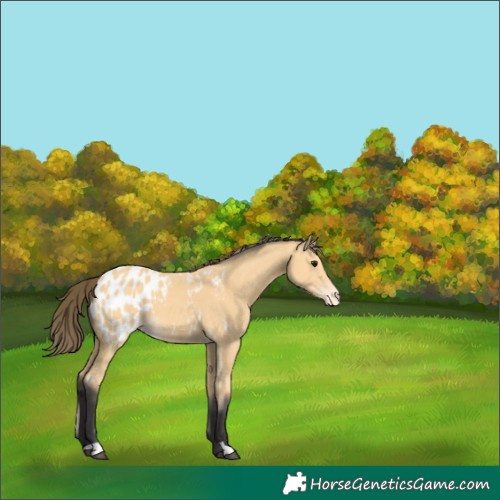Horse Color:Buckskin Appaloosa 