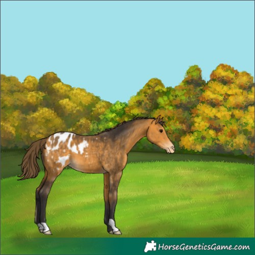 Horse Color:Buckskin Appaloosa 