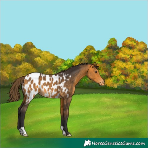 Horse Color:Buckskin Appaloosa 