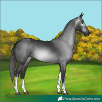 Horse Color:Gray White Spotted Liver Chestnut