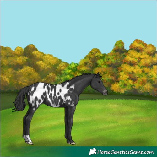 Horse Color:Black Appaloosa 