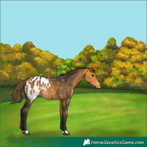 Horse Color:Buckskin Blanket