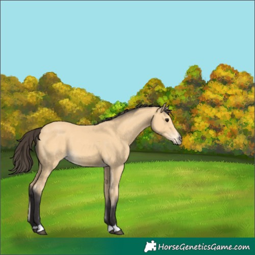 Horse Color:Buckskin 
