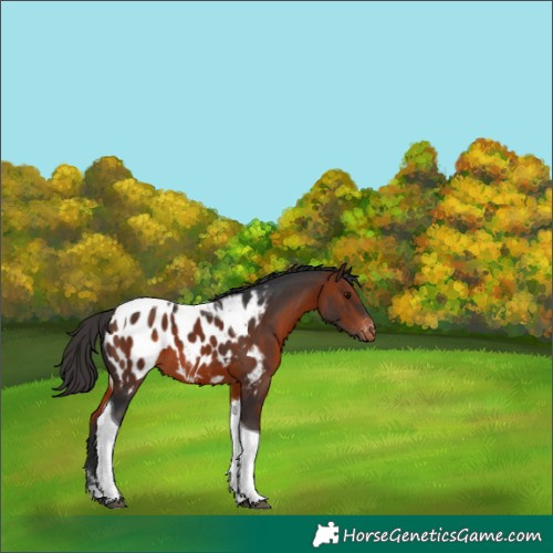 Horse Color:Bay Tobiano Near Leopard 