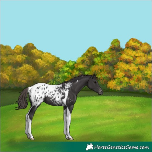 Horse Color:Smoky Black Tobiano Appaloosa