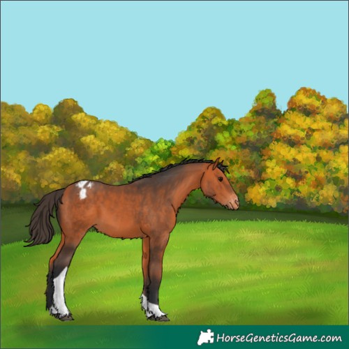 Horse Color:Bay Tobiano Appaloosa 