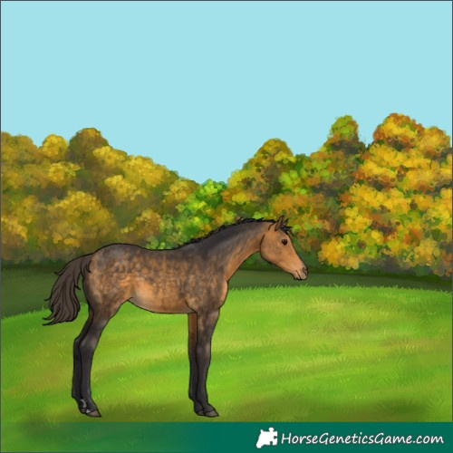 Horse Color:Buckskin