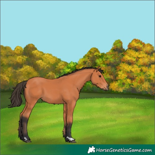 Horse Color:Bay 