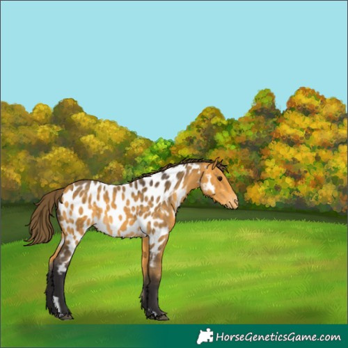 Horse Color:Buckskin Appaloosa 