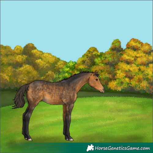 Horse Color:Buckskin 