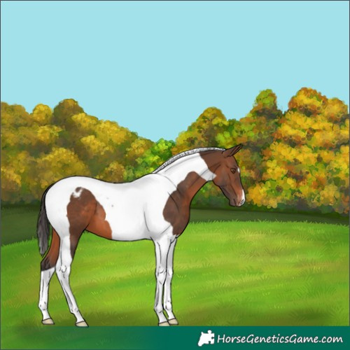 Horse Color:Brown Tobiano Appaloosa 