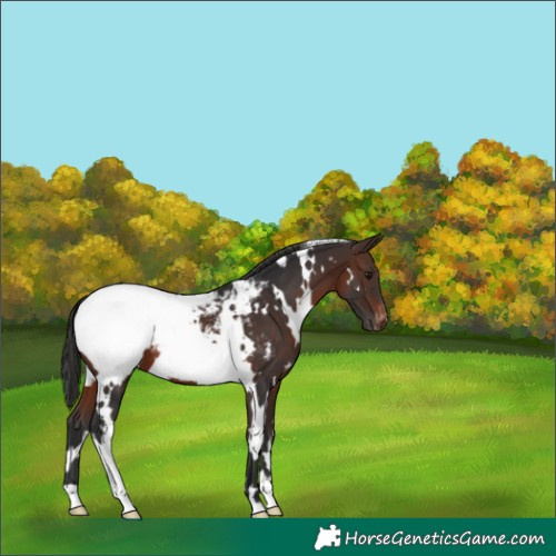 Horse Color:White Spotted Brown Appaloosa 