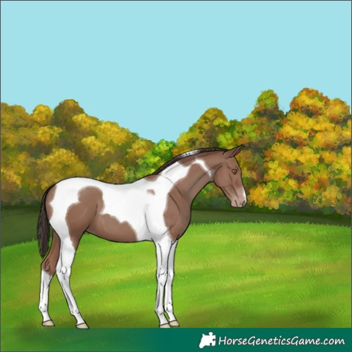 Horse Color:Classic Champagne Tobiano 