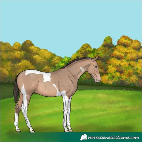Horse Color:Sable Champagne Tobiano 