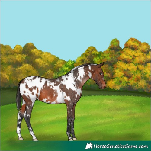 Horse Color:White Spotted Brown Blanket 