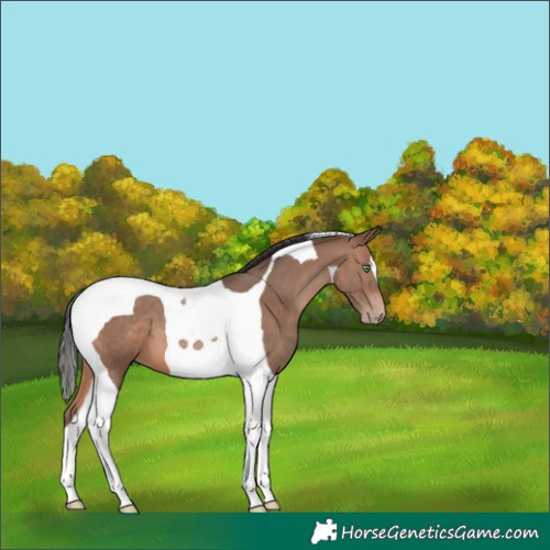 Horse Color:Sable Champagne Tobiano 