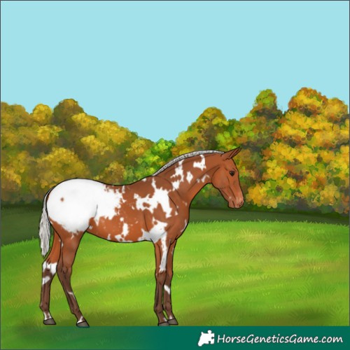Horse Color:White Spotted Silver Bay Appaloosa 