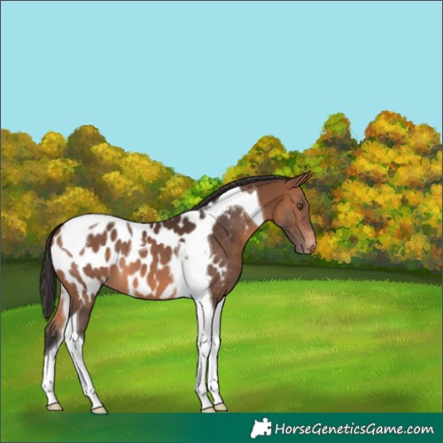 Horse Color:Bay Tobiano Appaloosa 