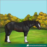 Horse Color:Gray White Spotted Brown 