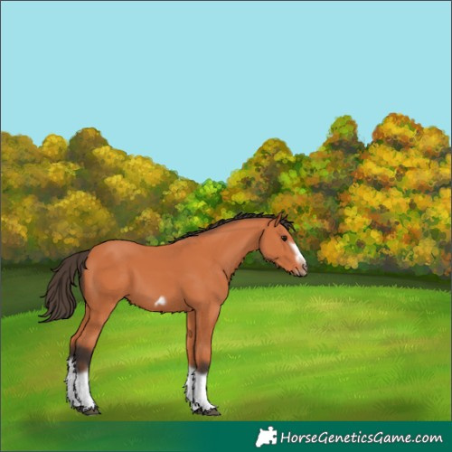 Horse Color:Bay Splash Frame