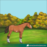 Horse Color:Bay Splash Frame