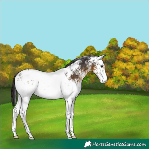 Horse Color:White Spotted Buckskin Sabino Appaloosa Rabicano 