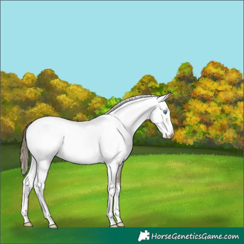 Horse Color:Buckskin Pearl Sabino Near Leopard 