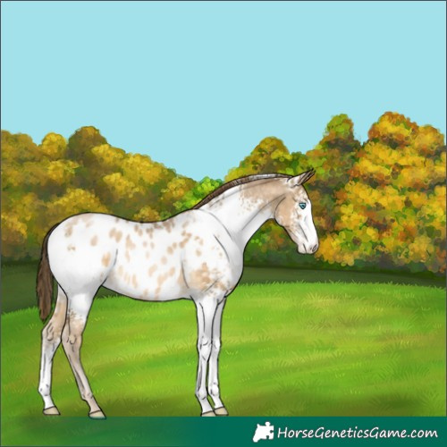 Horse Color:White Spotted Buckskin Roan Pearl Appaloosa Rabicano 