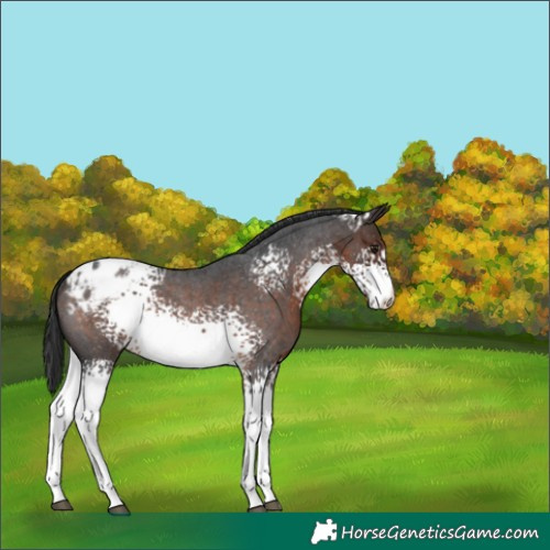 Horse Color:White Spotted Brown Roan Appaloosa Rabicano 