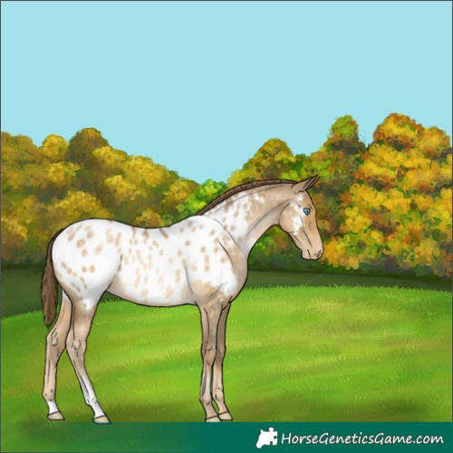 Horse Color:Buckskin Roan Pearl Appaloosa Rabicano 