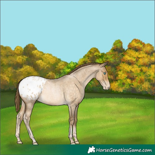 Horse Color:Buckskin Roan Pearl Appaloosa Rabicano 