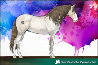 Horse Color:White Spotted Buckskin Roan Pearl Rabicano 
