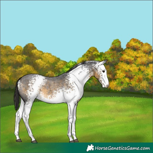 Horse Color:White Spotted Buckskin Roan 