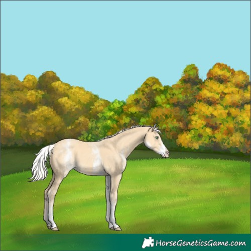 Horse Color:White Spotted Gold Cream Champagne 
