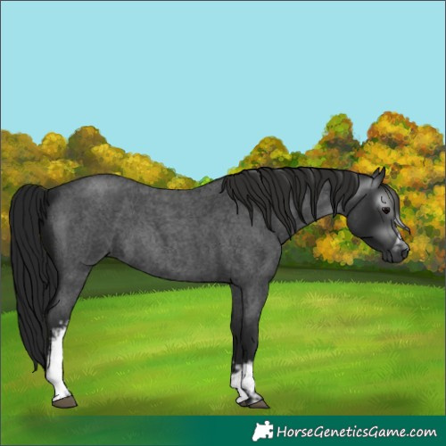 Horse Color:Unknown 